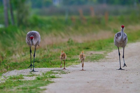 Crane parents and their chicks walk along a grass-lined path, Canada cranes or Florida cranes (Grus