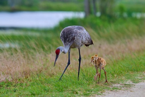A crane with chicks walks in a meadow at the lakeshore, Canada cranes or Florida cranes (Grus