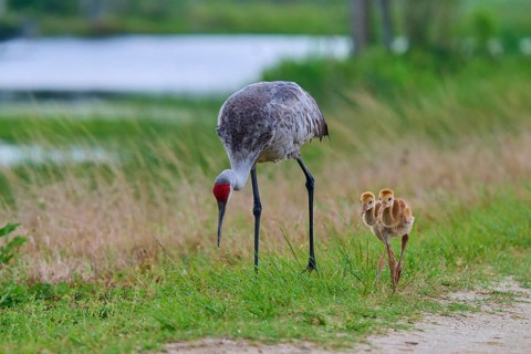 Cranes with chicks walking along a gravel path surrounded by grass, Canada cranes or Florida cranes