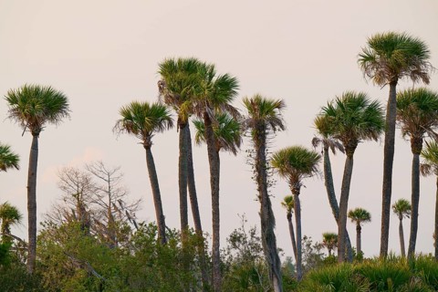 Tall palm trees stand against a bright sky surrounded by green nature, spring, Orlando Wetlands,