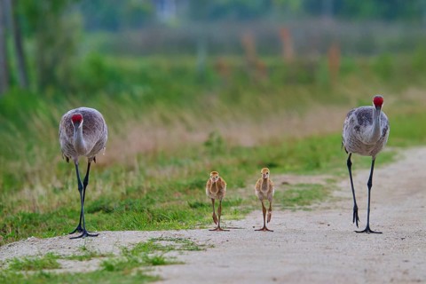 Two adult cranes and two chicks walking side by side on a path, Canada cranes or Florida cranes