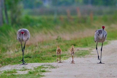 Crane parents and chicks walking along a rural path, Canada cranes or Florida cranes (Grus