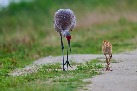 A crane with chicks follows a path flanked by grass, Canada cranes or Florida cranes (Grus