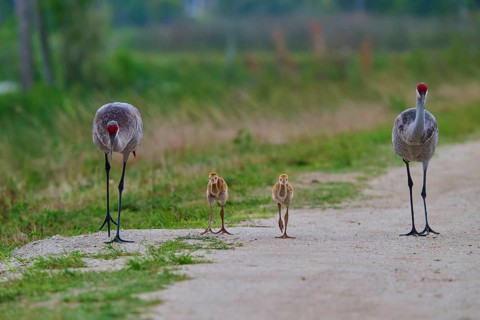 Family of cranes walking close together on a path, Canada cranes or Florida cranes (Grus canadensis