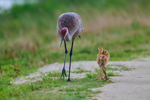 A crane and its chicks walking along a rural path, Canada cranes or Florida cranes (Grus canadensis