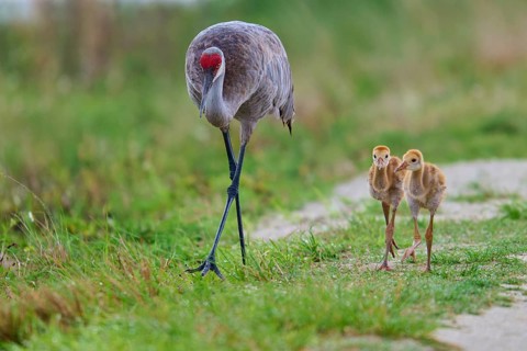 Crane and two chicks walking in a meadow, Canada cranes or Florida cranes (Grus canadensis