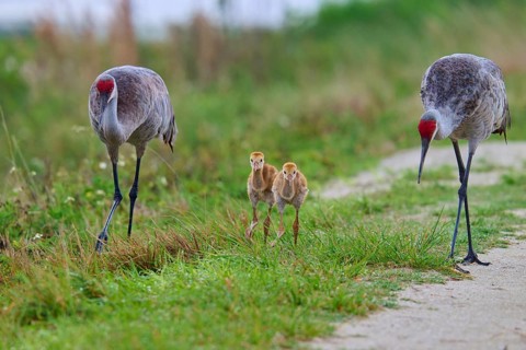 Two cranes with chicks on a grassy path, Canada cranes or Florida cranes (Grus canadensis