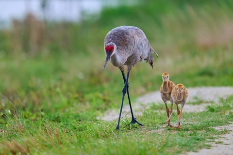 Crane with chicks on a path in a natural environment, Canada cranes or Florida cranes (Grus