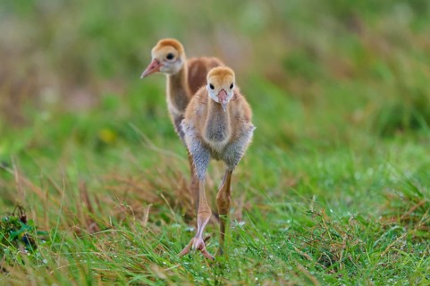 Two chicks running over dewy grass, Canada cranes or Florida cranes (Grus canadensis pratensis),