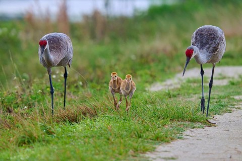 Pair of cranes with chicks in a meadow, Canada cranes or Florida cranes (Grus canadensis