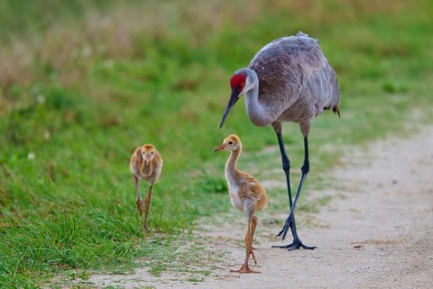 Crane leading chicks on a rural path, Canada cranes or Florida cranes (Grus canadensis pratensis),