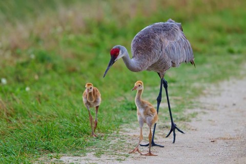 Crane parents and chicks walking on a nature trail, Canada cranes or Florida cranes (Grus