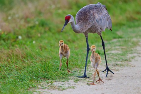 Crane parents leading their chicks along a narrow path, Canada cranes or Florida cranes (Grus