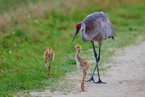 Crane with two chicks walking on a natural path, Canada cranes or Florida cranes (Grus canadensis