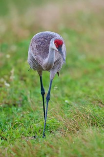 A crane stands in the green grass, focussed on its surroundings, Canada cranes or Florida cranes