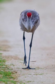 A crane on a path, viewed head-on with an attentive gaze, Canada cranes or Florida cranes (Grus