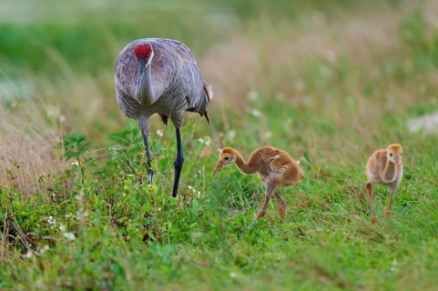 A crane with two chicks in a green meadow landscape, Canada cranes or Florida cranes (Grus