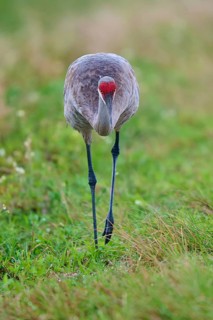 A crane in the grass with reverent posture and red head, Canada cranes or Florida cranes (Grus