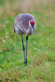 A single crane standing at attention in the grass, Canada cranes or Florida cranes (Grus canadensis
