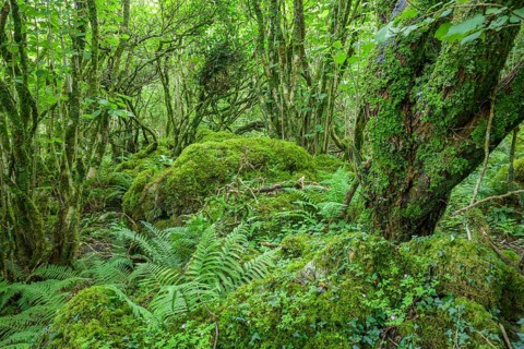 Mossy forest and ferns at St Colman's Chapel and Sacred Spring, Burren, Keelhilla, Carran, County