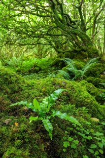 Mossy forest and ferns at St Colman's Chapel and Sacred Spring, Burren, Keelhilla, Carran, County