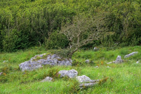 Trees and hedges near St Colman's Chapel, Burren Karst Landscape, Keelhilla, Carran, County Clare,