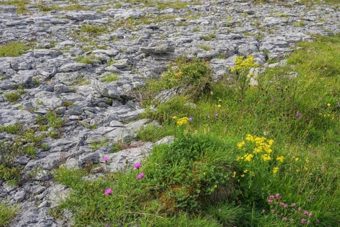Karst landscape of the Burren, Keelhilla, Carran, County Clare, Ireland