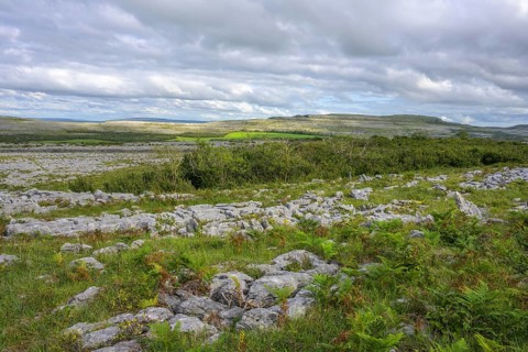 Hedge in the Karst Landscape of the Burren, Keelhilla, Carran, County Clare, Ireland