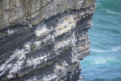 Petrels nest at the Dun Briste Sea Stack at Downpatrick Head, Lackan, County Mayo, Ireland