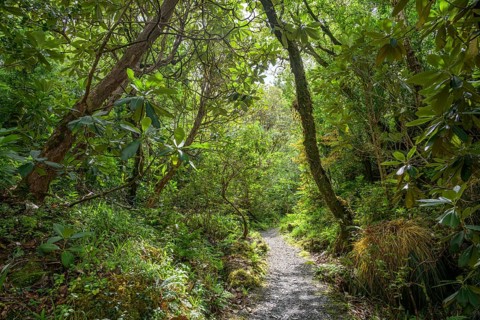 Hiking trail through forest and parkland near the castle, Glenveagh National Park, Cross Roads,