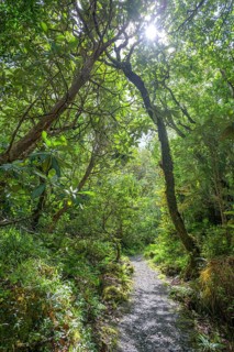 Hiking trail through forest and parkland near the castle, Glenveagh National Park, Cross Roads,