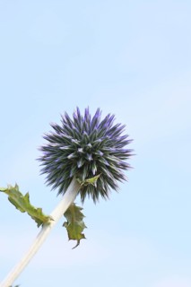Blue globe thistle (Echinops ritro), flower, high-key image, ornamental plant in a garden,