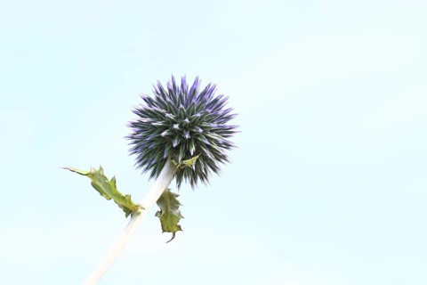 Blue globe thistle (Echinops ritro), flower, high-key image, ornamental plant in a garden,