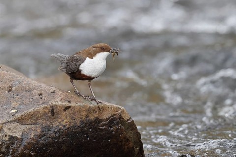 White-throated White-throated Dipper (Cinclus cinclus) standing with prey on a stone in the middle