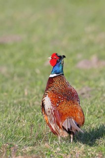 Pheasant, hunting pheasant (Phasianus colchicus), adult male bird in a meadow, wildlife, Lembruch,