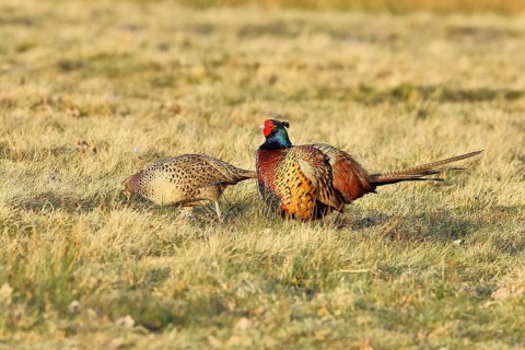 Pheasant, hunting pheasant (Phasianus colchicus), adult cock with hen in a meadow, wildlife,