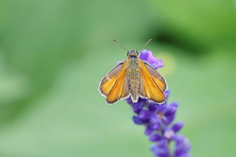 Large skipper (Ochlodes venatus), collecting nectar from a flower of Common lavender (Lavandula