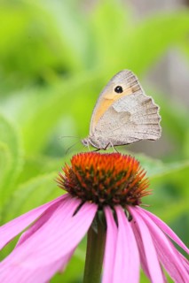 Meadow Brown (Maniola jurtina), collecting nectar from a flower of the purple coneflower (Echinacea