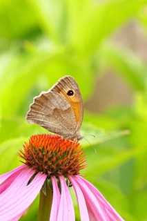 Meadow Brown (Maniola jurtina), collecting nectar from a flower of the purple coneflower (Echinacea