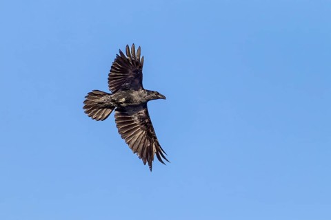 Raven (Corvus corax) in flight, flight photo, Germany