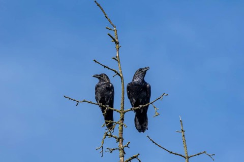 While one raven (Corvus corax) seems to have a lot to tell, the other just seems to be enjoying the