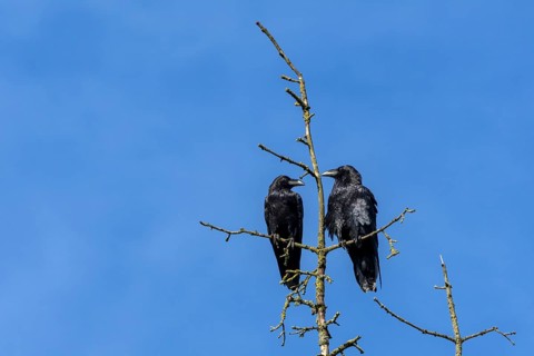 Whether this pair of common ravens (Corvus corax) are male and female cannot be determined, nor can