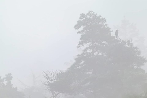 The deep calls of the common raven (Corvus corax) in the mist lend the scenery something mystical