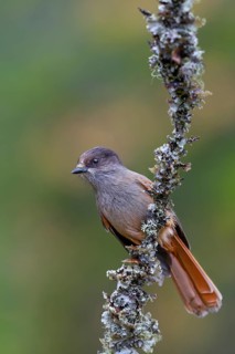 Bad luck jay (Perisoreus infaustus) on a branch with lichens, autumn, autumn colours, Sweden
