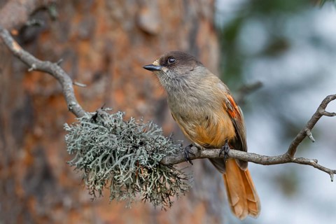 The breeding season of the Eurasian jay (Perisoreus infaustus) begins in February for populations