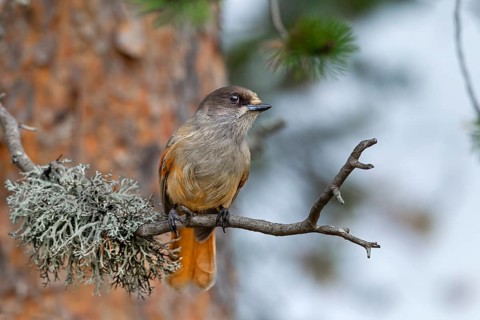 The unlucky jay (Perisoreus infaustus) likes to visit campsites and campfires to search for food