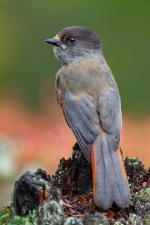 Unlucky jay (Perisoreus infaustus) in search of food, autumn, autumn colours, Sweden