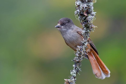 The home of the unlucky jay (Perisoreus infaustus) is the large coniferous forests of the northern