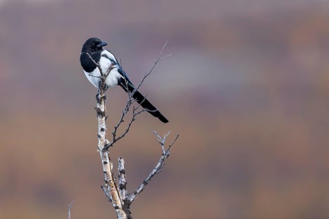 A magpie (Pica pica) in the Norwegian Dovrefjell National Park, perched lookout, Norway