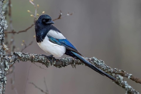 Magpie (Pica pica) sitting on a branch overgrown with lichen, Sweden